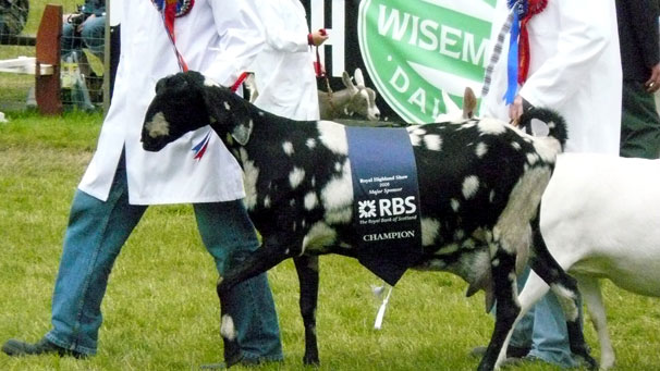 This champion goat takes a lap of honour in the Grand Parade in the main ring on Sunday afternoon.