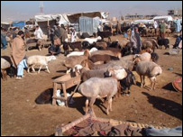 مالداری