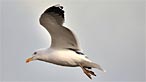 Herring gull. Photo: Ian Keattch