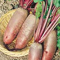 Beetroot 'Forono'. Image supplied by Dobies