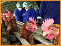 مرغیوں کی بیماری عام ہے؟