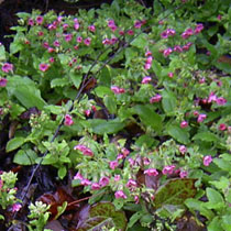 Pulmonaria rubra 'Redstart'