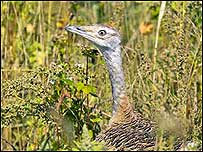 Bustard