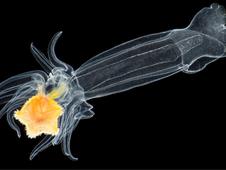 Luidia sarsi