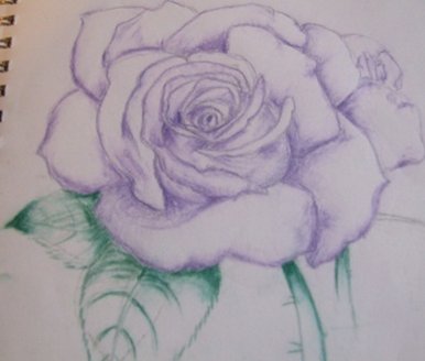 Purple rose