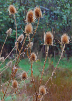 Dipsacus fullonum (teasel)