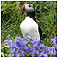 Puffin c/o Turus Mara