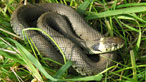 Grass snake. Photo: Chris Vine