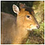 Muntjac Deer c/o Thetford Forest