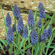 Muscari