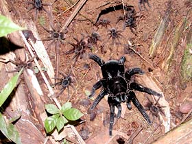 Tarantula with spiderlings
