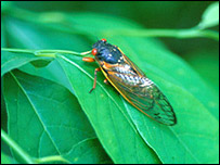 सिकाडा कीट