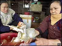 मुर्गियों से फैल रहा है बर्ड फ़्लू