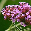 Verbena bonariensis