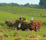 Amish men harvesting hay with hand tools and a red horse-drawn wagon