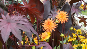 Detail in National Flower Bed Competition winner, A Novel Approach by Bournemouth Borough Council