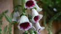 Digitalis 'Pam's Choice'