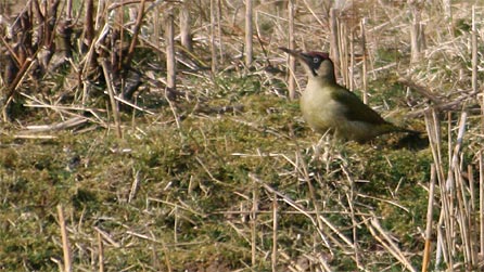 greenwoodpecker_jmcl.jpg