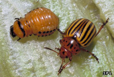 Potato beetles