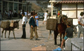Morris and Norman are on their way back to Greece