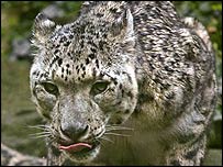 Snow Leopard