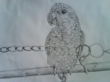 Parrot