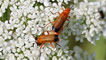 Soldier beetles busily feeding