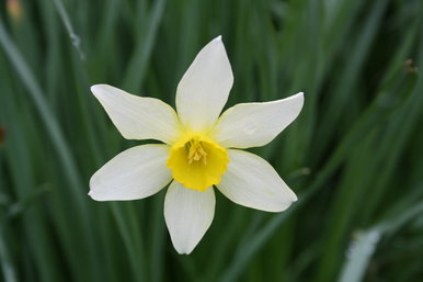 Daffodil