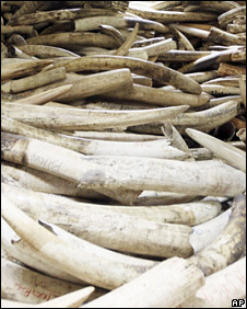 Ivory tusks