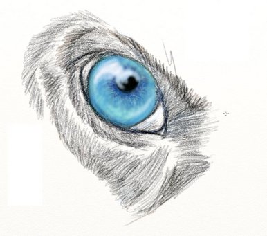 Wolf Eye