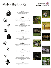 A nature detective hunt sheet