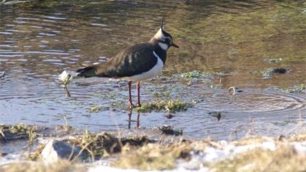 lapwing.jpg