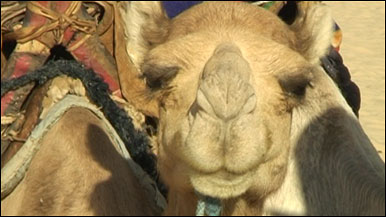 A camel's face, festival of the desert