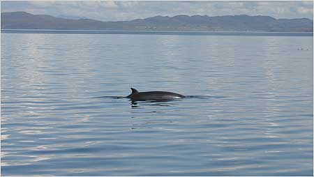 Minke Whale c/o Hebridean Wihale and Dolphin Trust