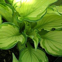 Hosta fortunei var. 'Albopicta'