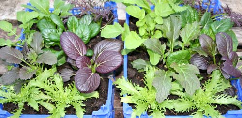 red mizuna, red komatsuna, rocket, tatsoi and mustards