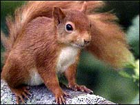 红松鼠
