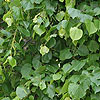 Tilia x europaea 'Pallida'