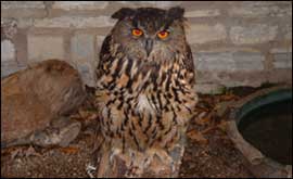 Bird of Prey 