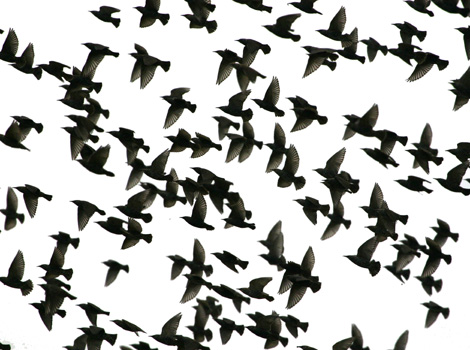A flock of starlings