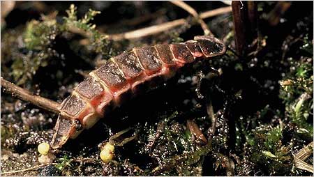 Glow worm laying eggs c/o Andrew Cooper