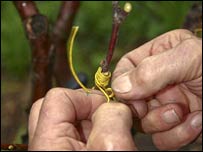 پيوند درختان