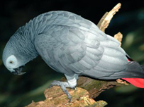 An African Grey Parrot