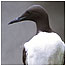 Guillemot