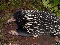 लंबी चोंच वाला एकिडना