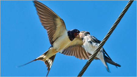 Swallow feeding young c/o northeastwildlife.co.uk