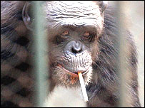 ای ای چمپانزی