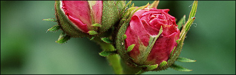 Rosebuds