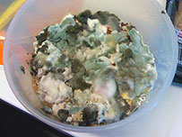 Mouldy porridge found at the back of The One Show fridge