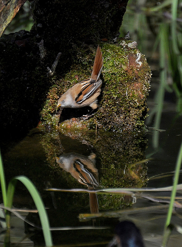 bearded tit and its reflection by fiona/beaker1983